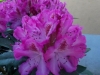 rhododendro2