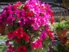 sacca-petunia2